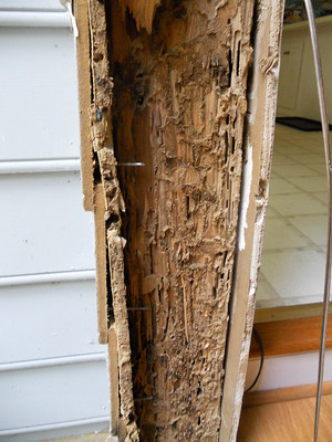 What Damage Can Termites Do? - Dunrite Termites & Pest Control