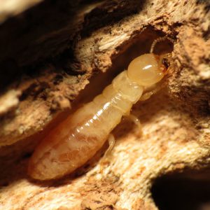 termite size and shape