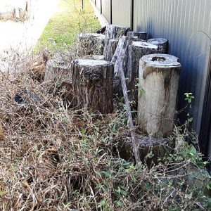 Dunrite Active Termites