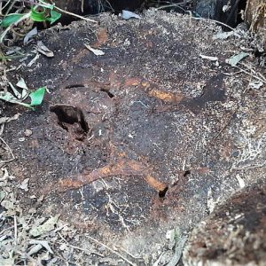 Dunrite Active Termites In Ground