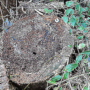 Dunrite Active Termites To Scale