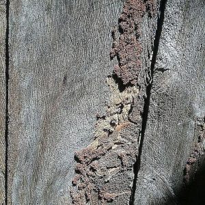 Dunrite Actives with Debris