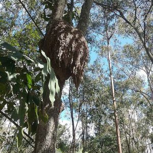 Dunrite External Nest in Tree