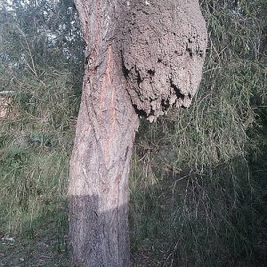 Dunrite Large Outdoor Nest in Tree