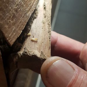 Dunrite Live Termite To Scale
