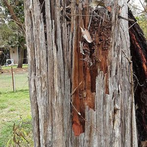 Dunrite Outdoors Termite Damage