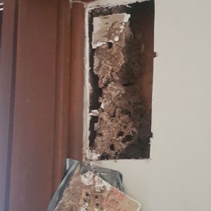 Dunrite Termite Damage Inside Wall