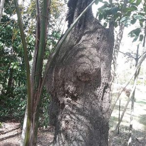 Dunrite Termite Nest Outdoors