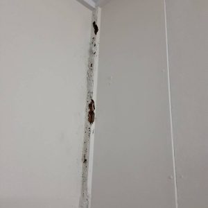 Dunrite Termite Wall Damage