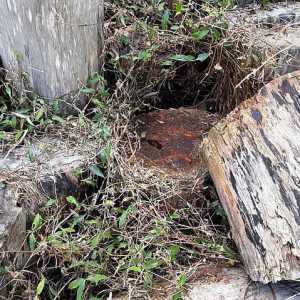 Dunrite Termite Workings