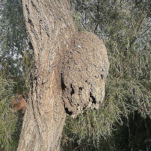 Dunrite Tree Nest Outdoors