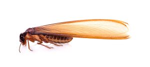 flying termite on white background - Dunrite Termites & Pest Control