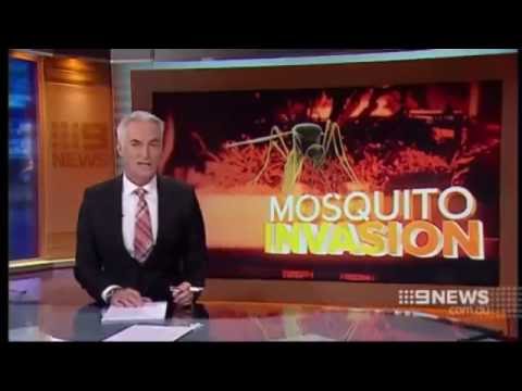 Mosquito Invasion