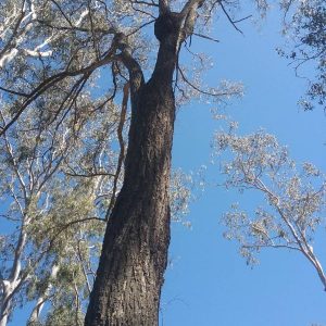 Active Termites tree min