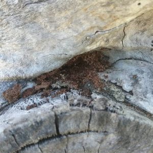 Bill Evans Active Termites min min