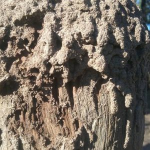 Live termites Wayne min min