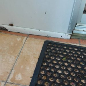 Old termite damage min min