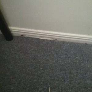 Termite Damage Skirting Board min min