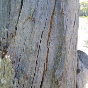 Termite Damage Tree Stump Flesser Rd min min