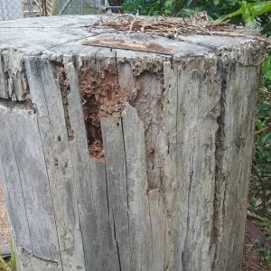 Termite Damage WN Marion min min