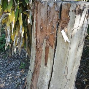 Termite Damage Wayne South Maclean min min