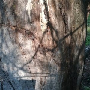 Termite Damage Wayne min min