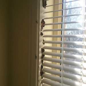 Termite Damage Window frame min min