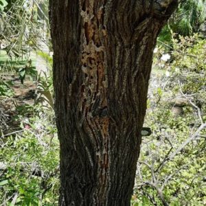 Termite Tree Garth min min
