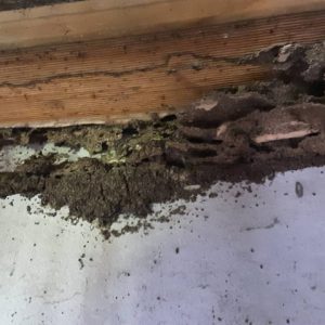Termites Glenn 3 min min
