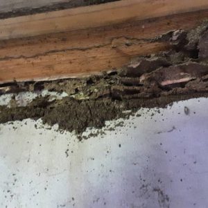 Termites Glenn Street 2 Copy min min