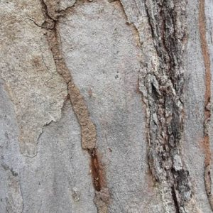 active termites Waterford min