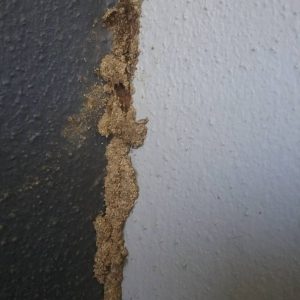 live termites min min