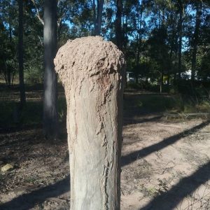termite Nest Wayner min min