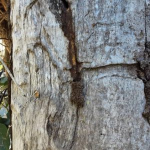 termite activity Logan Village min min