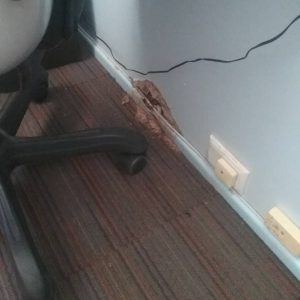 termite damage office min min