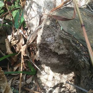 termite damasge taringa min min