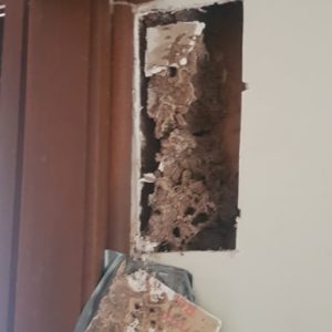 termite nest in wall LV Wayne min min