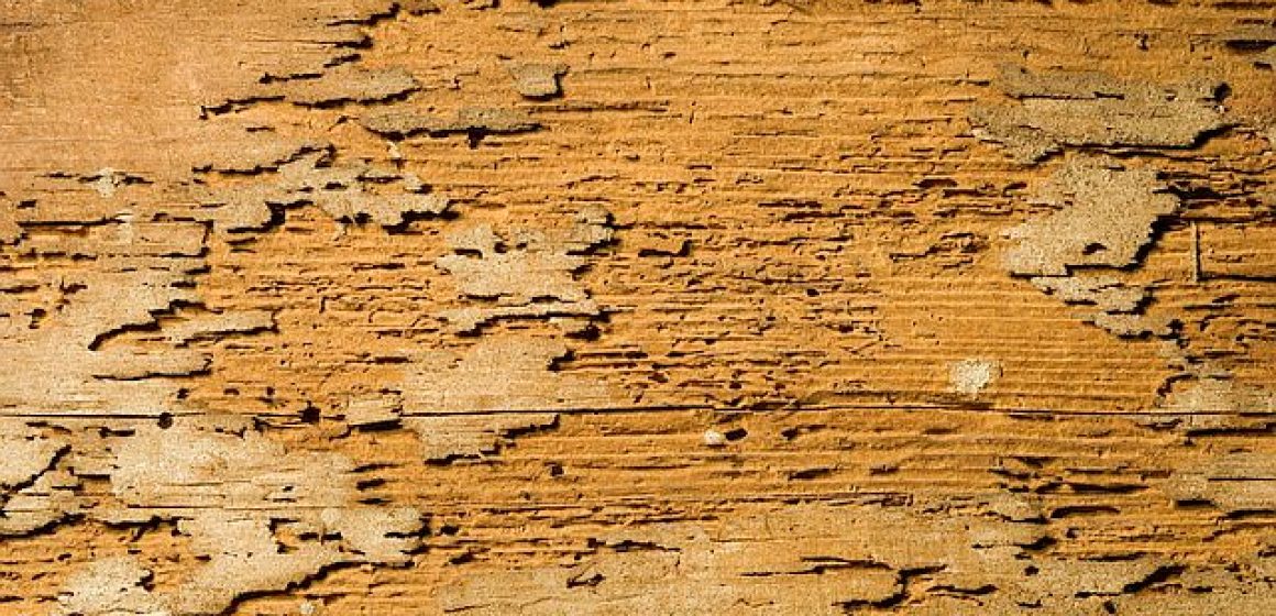 Termite Damage