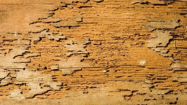 Termite Damage