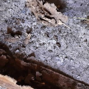 termites Glenn Street Copy min min