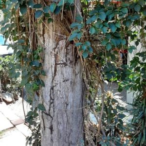 termites working LV min min