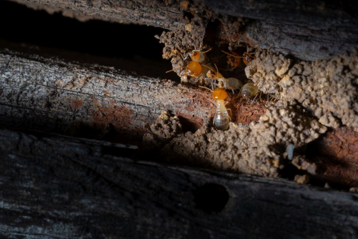 Can Termites Survive Hot Summers? Dunrite Termites & Pest Control