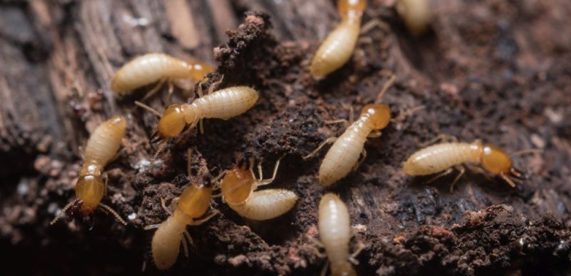 termite-activity