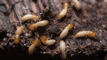 termite-activity