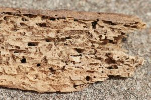 termitewooddamage Dunrite Termites Pest Control