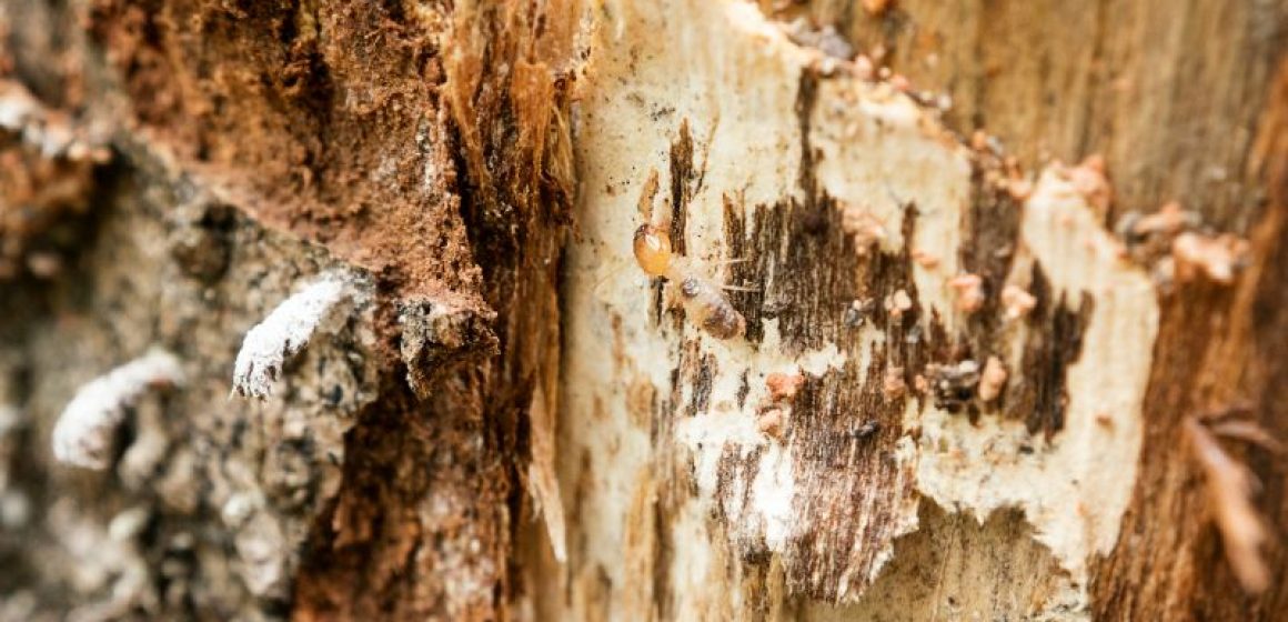 termite-wood-damage-dunrite