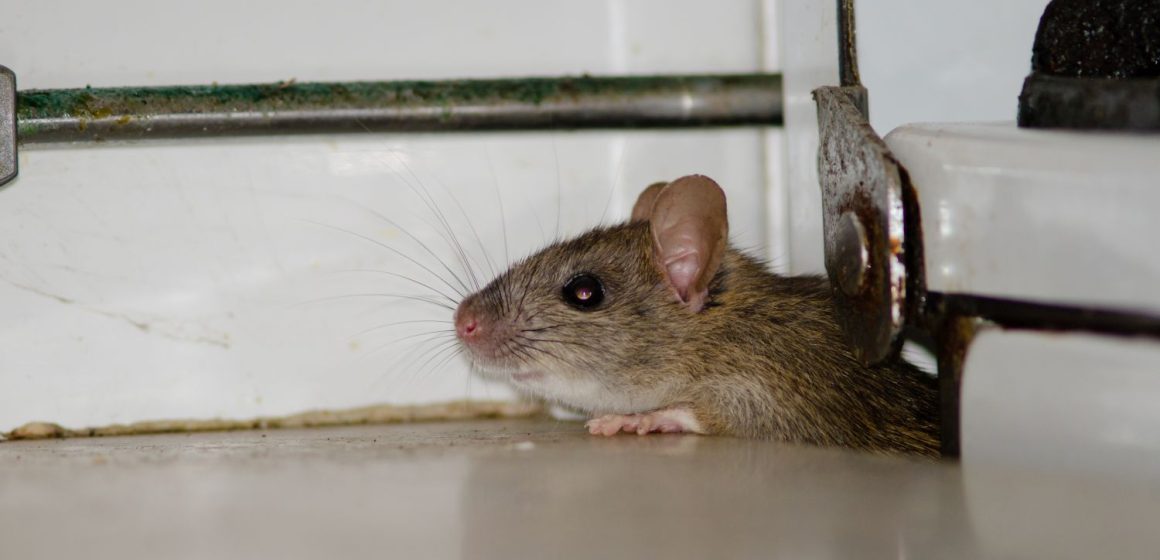 dunrite-its-spring-time-pests-are-out-and-about-min