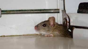 dunrite-its-spring-time-pests-are-out-and-about-min