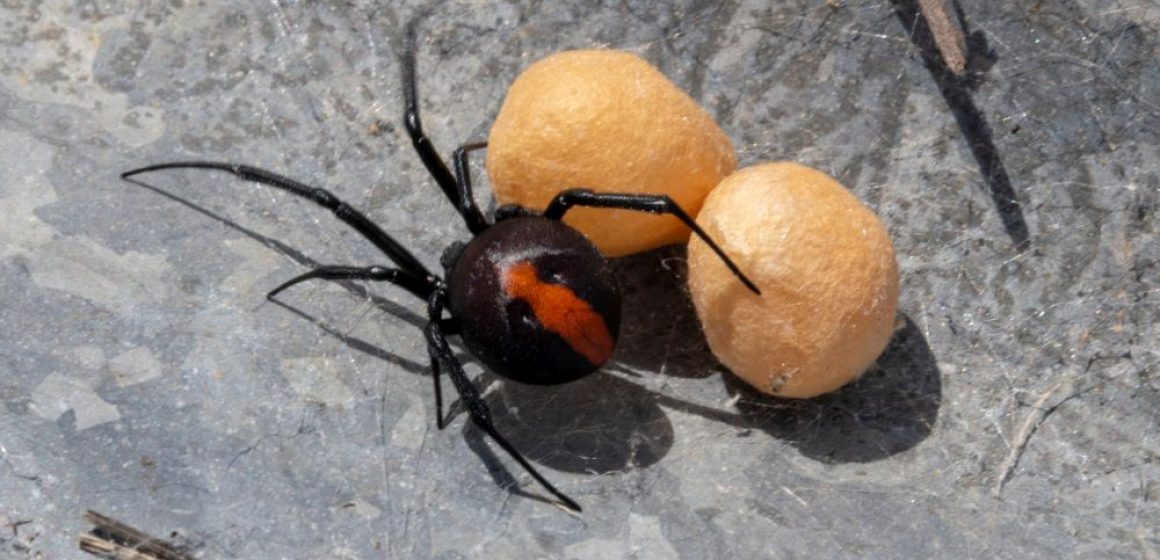 redback spider Australian black widow highly venomous spider redback spider with eggs