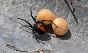 redback spider Australian black widow highly venomous spider redback spider with eggs Dunrite Termites Pest Control redback spider Australian black widow highly venomous spider redback spider with eggs